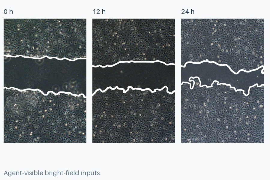 Bright-field wound-healing images at zero, twelve, and twenty-four hours